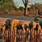 Chobe National Park