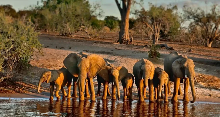 Chobe National Park