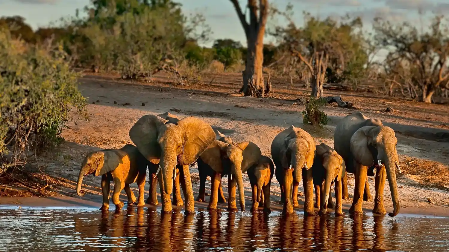 Chobe National Park