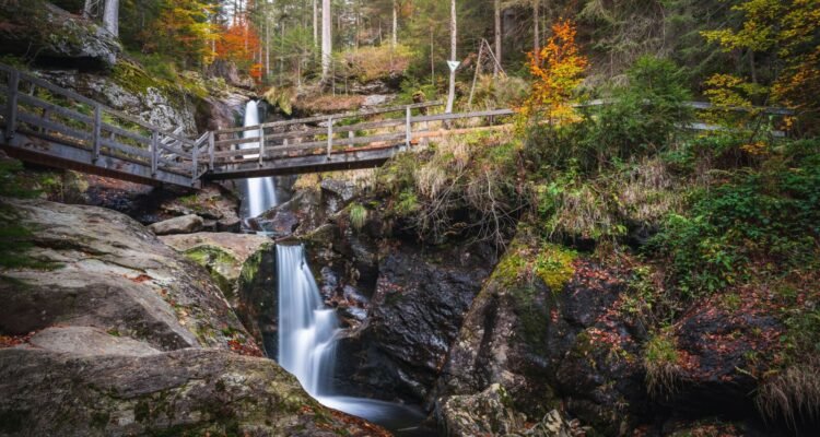 Bavarian Forest