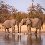 Hwange National Park, Zimbabwe, Kerajaan Gajah di Tepian Kalahari
