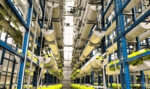 Agrowisata Vertical Farming