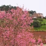 Sakura Versi Vietnam Sakura Versi Vietnam