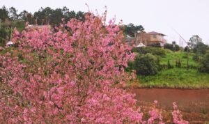 Sakura Versi Vietnam