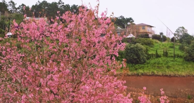 Sakura Versi Vietnam Sakura Versi Vietnam